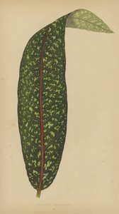 Pavetta Borbonica